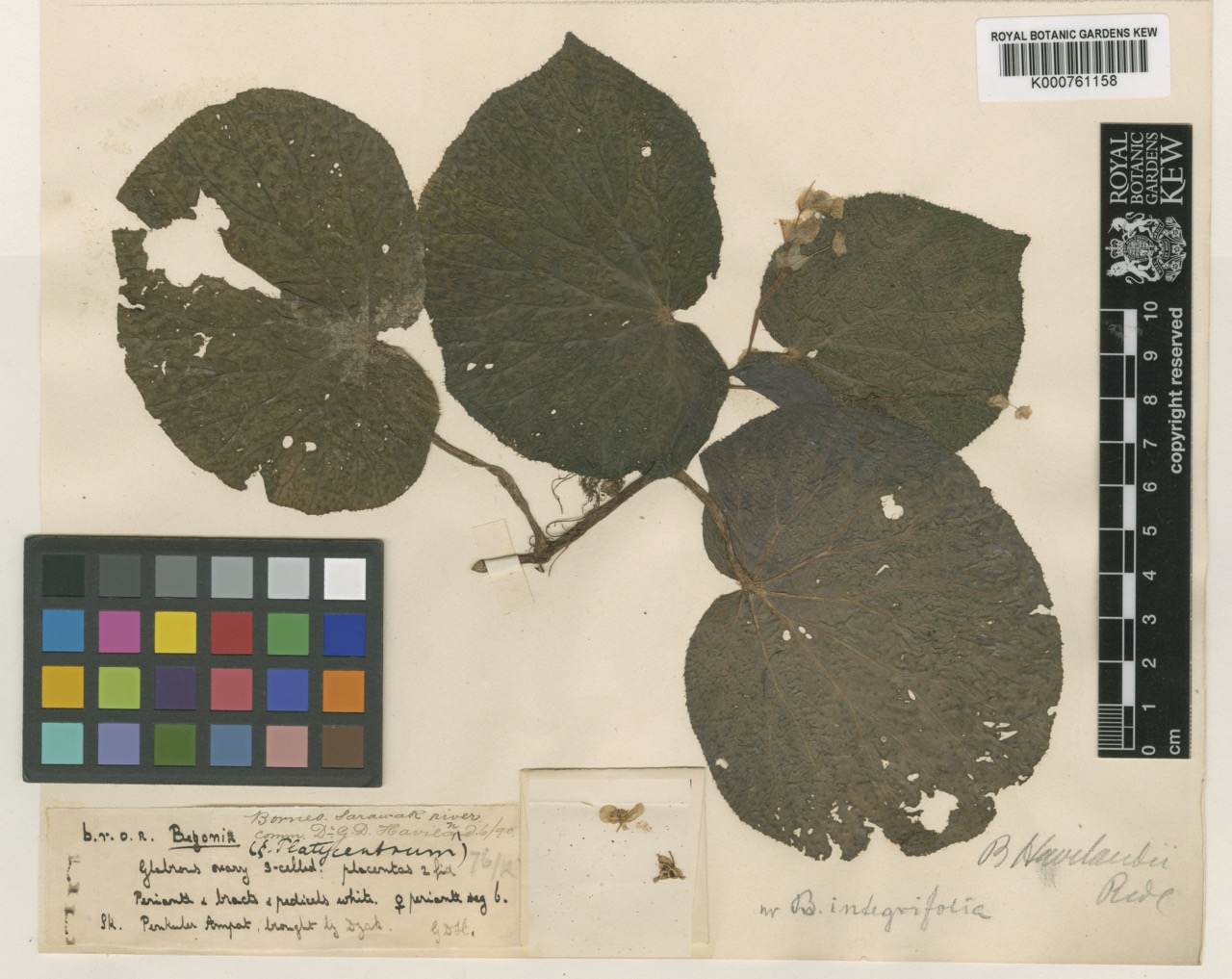 B. havilandii